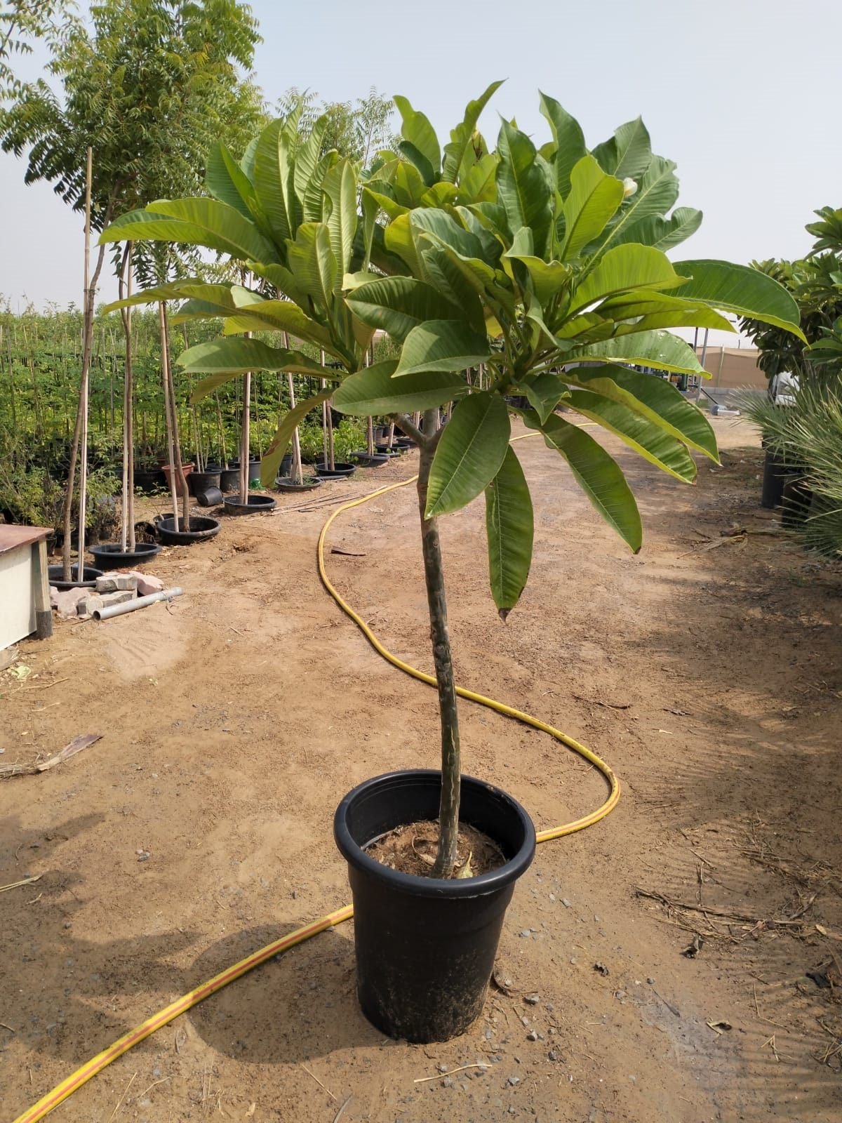 Potted plumeria tree at the plant nursery