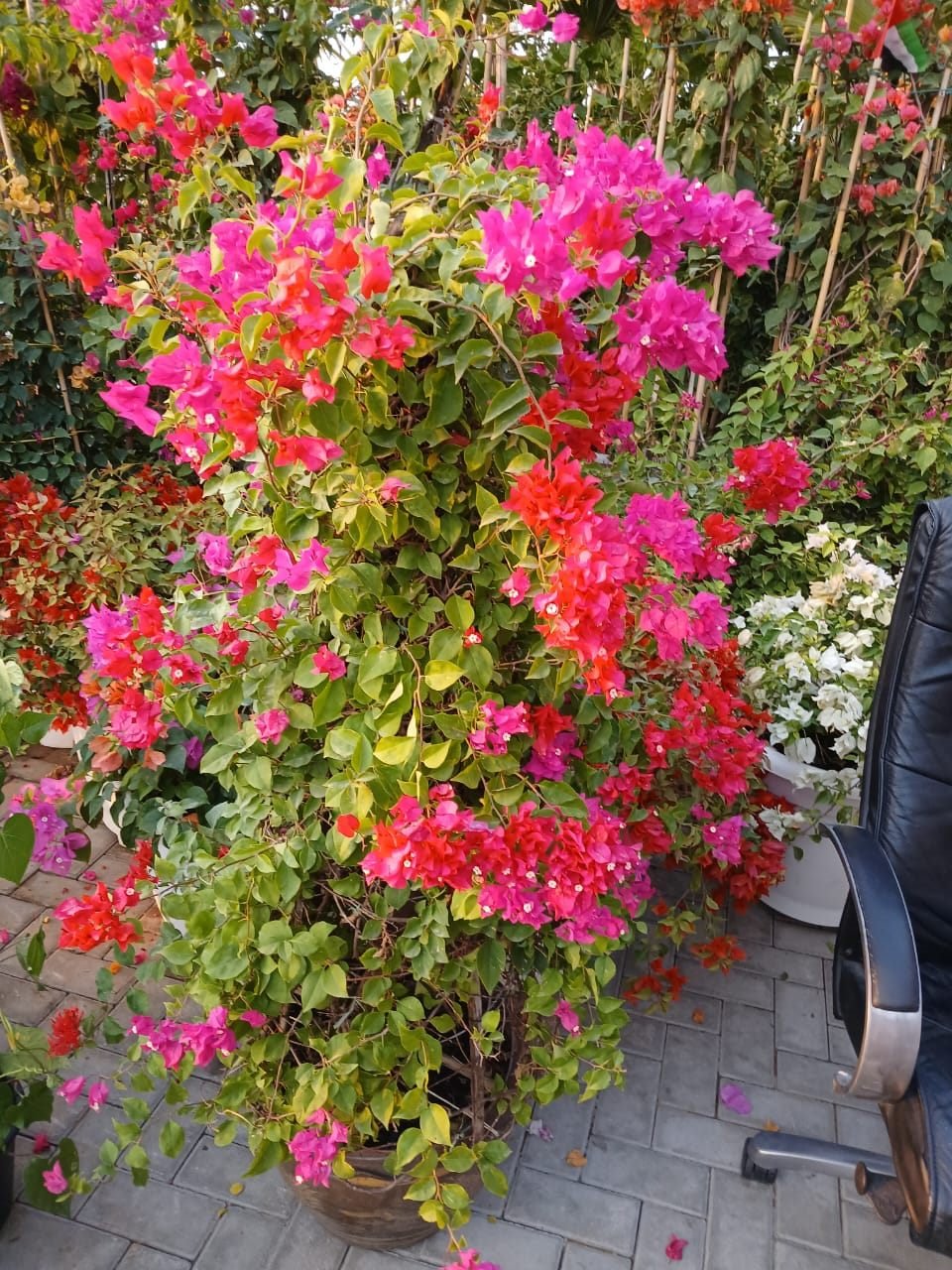 Potted bougainvillea in full pink and red bloom