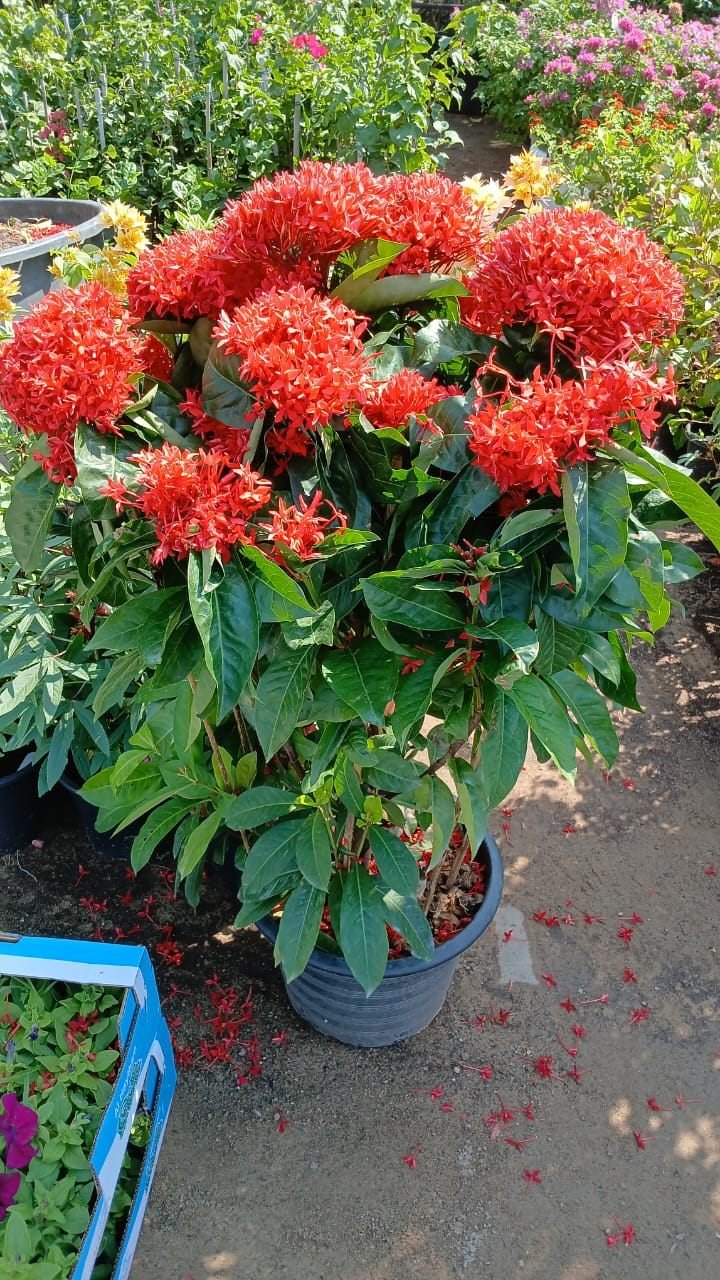 Potted ixora with bright red flowers at the nursery
