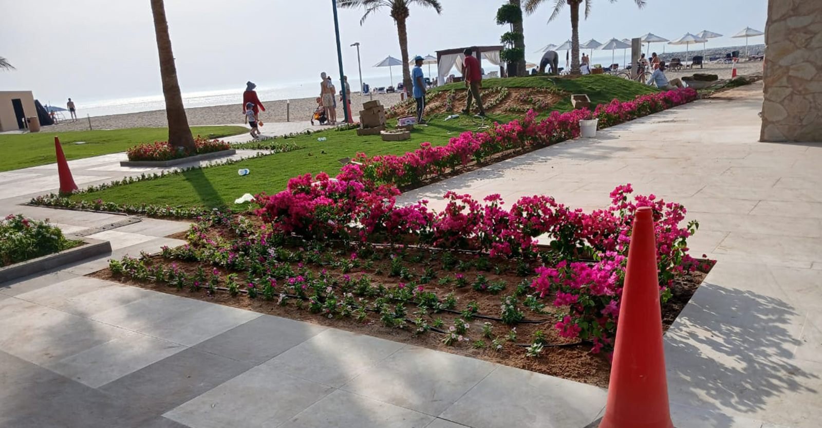 Beachfront landscaping with bougainvillea flower beds and turf