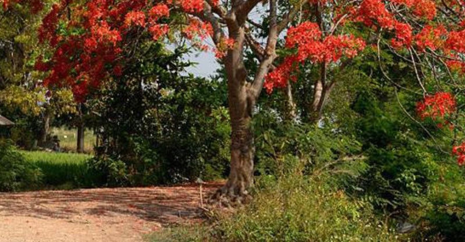 Flowering flame tree in a landscaped garden